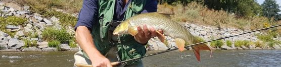 The barbel day with fly rod