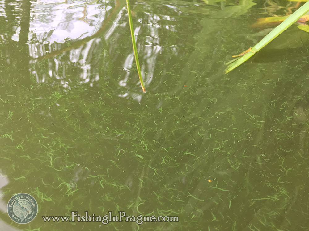 Water plants - favorite food for grass carp