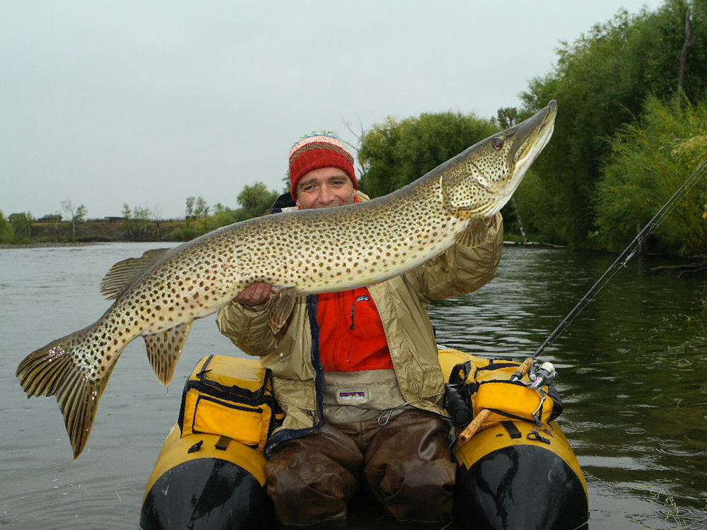 Amur pike from Mongolia
