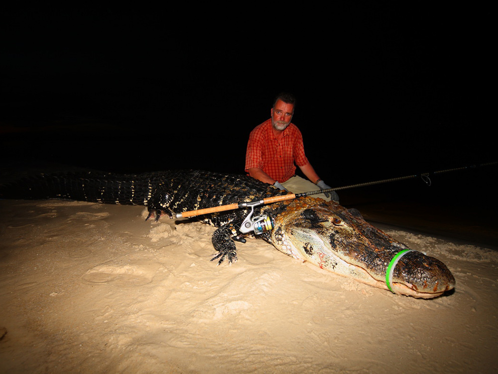 Cayman fishing on Rio Xingu