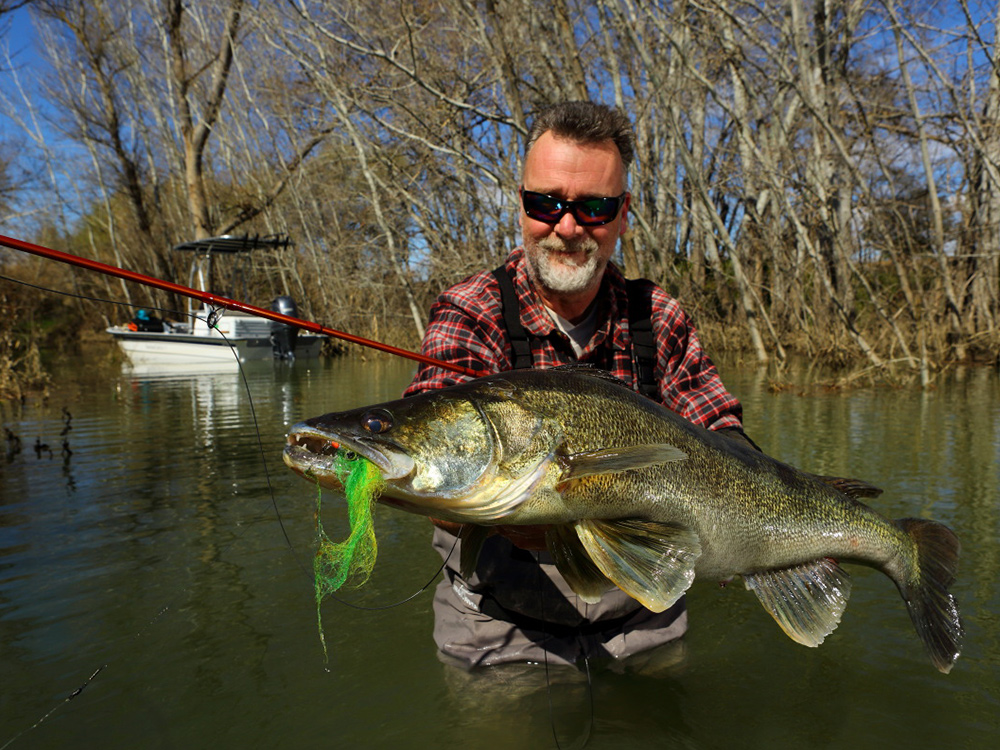 Zander or pikeperch on the fly from Rio Ebro