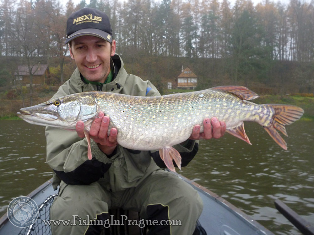 Pike (Esox lucius)