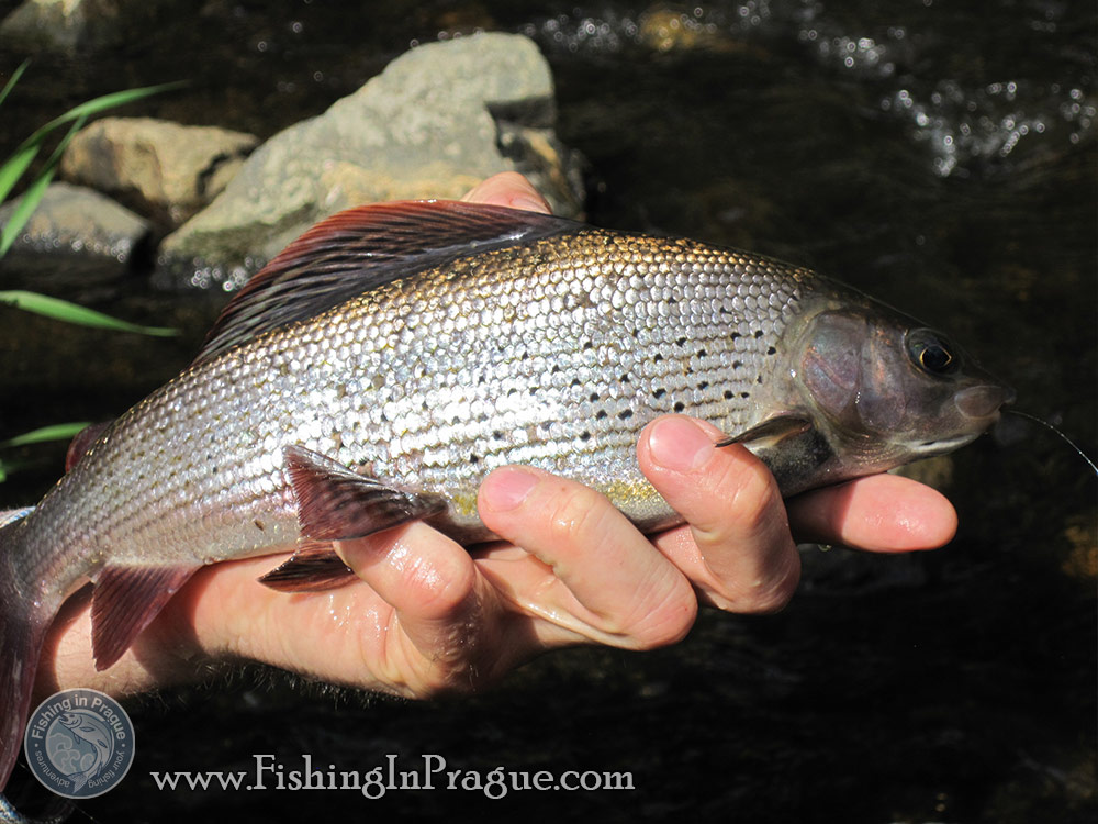 Fishing Carlsbad - grayling