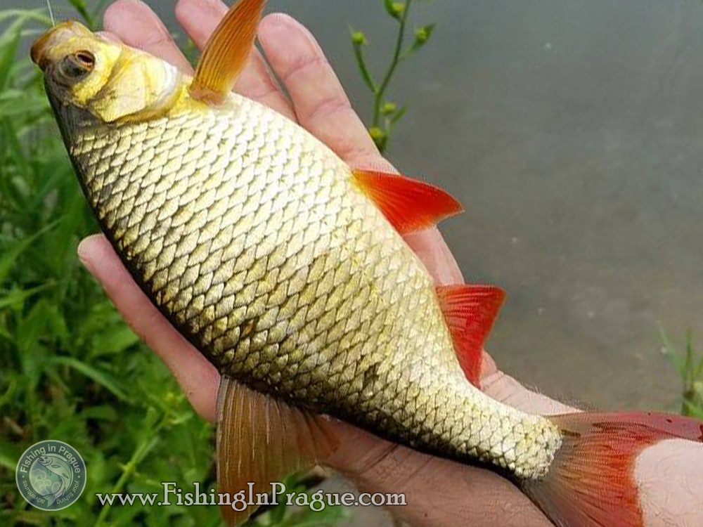 Bobber fishing for silver bream
