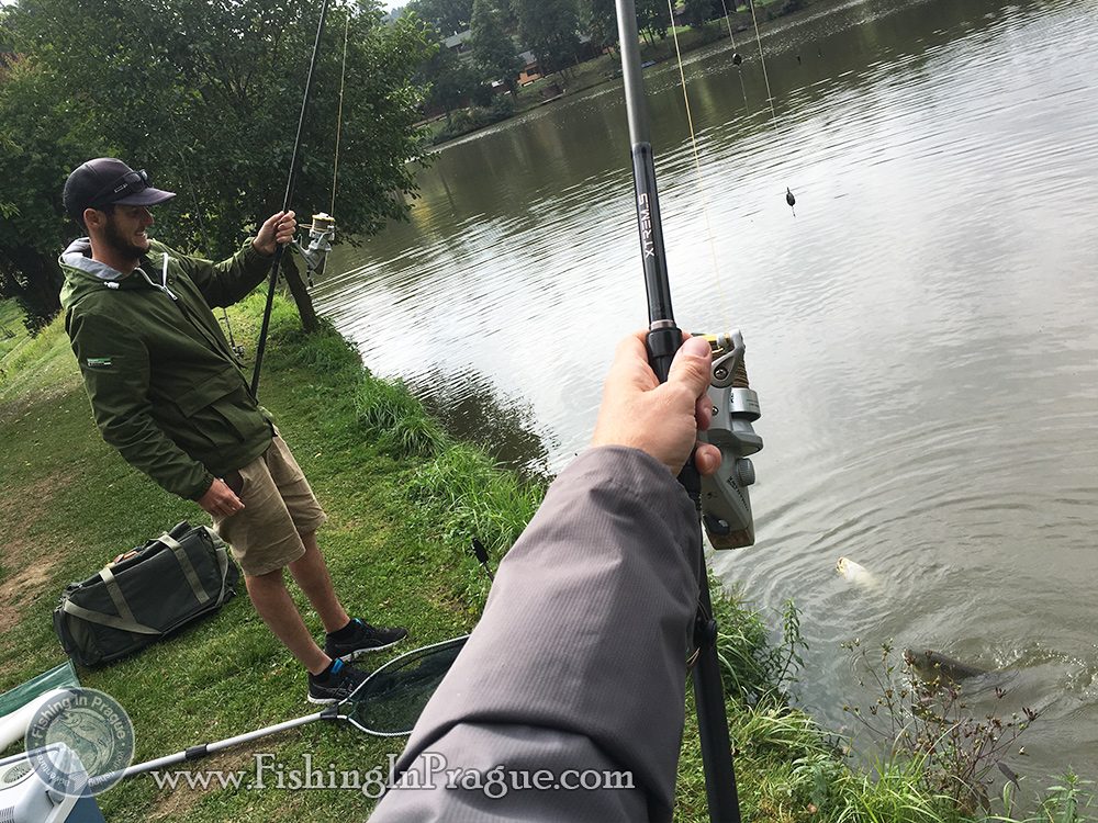 Two grass carps at ones