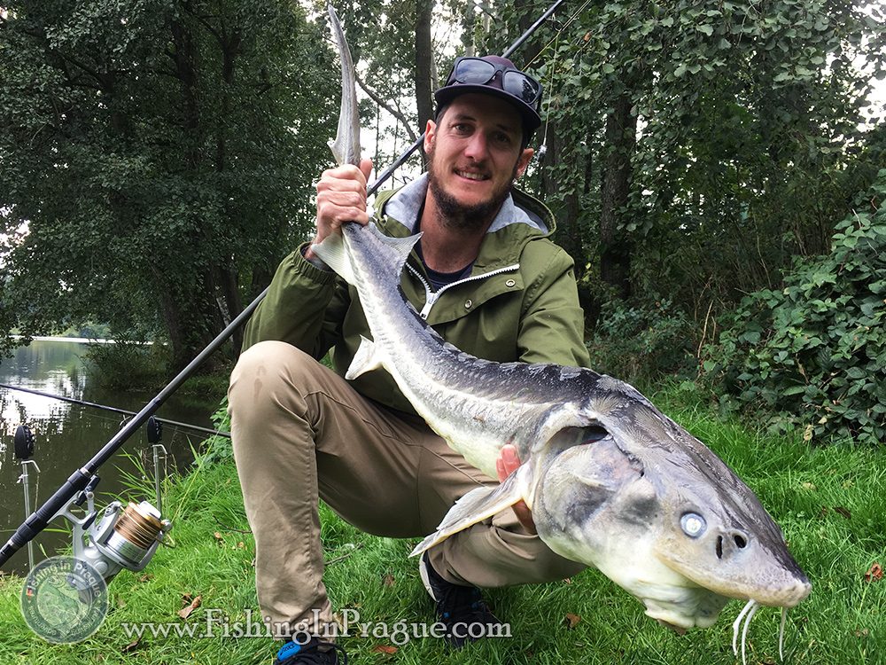 Russian sturgeon on boilies