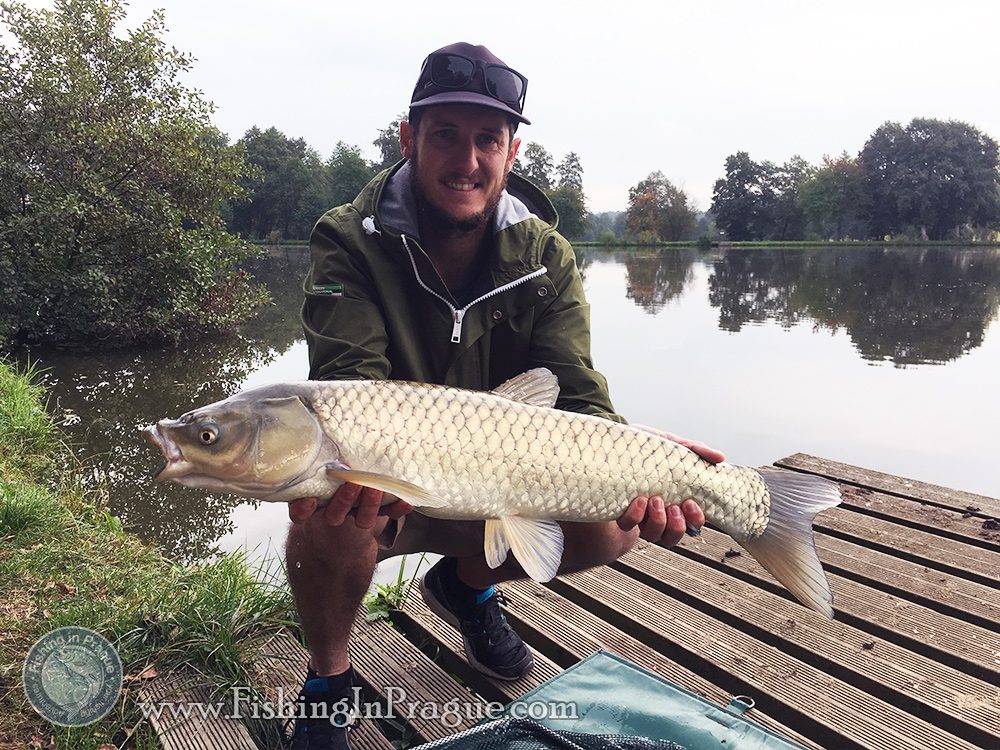 Stubborn grass carp from surface
