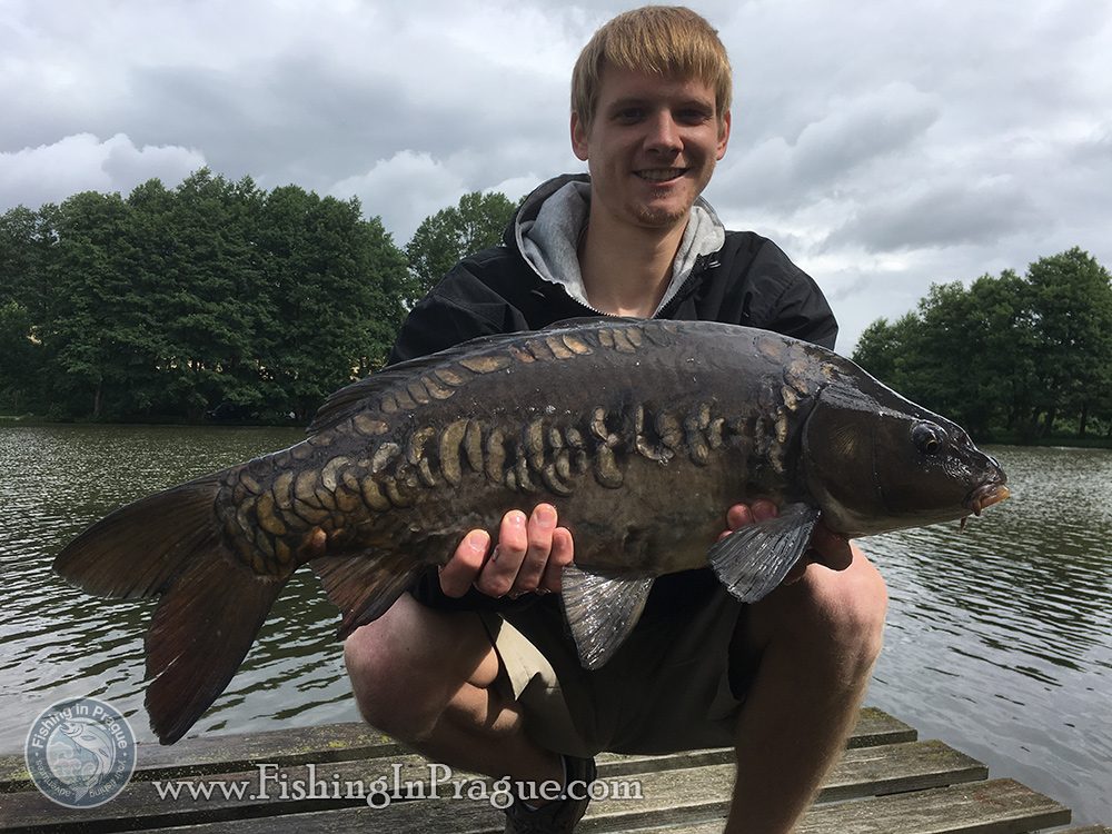 Dark colored mirror carp Dark colored mirror carp