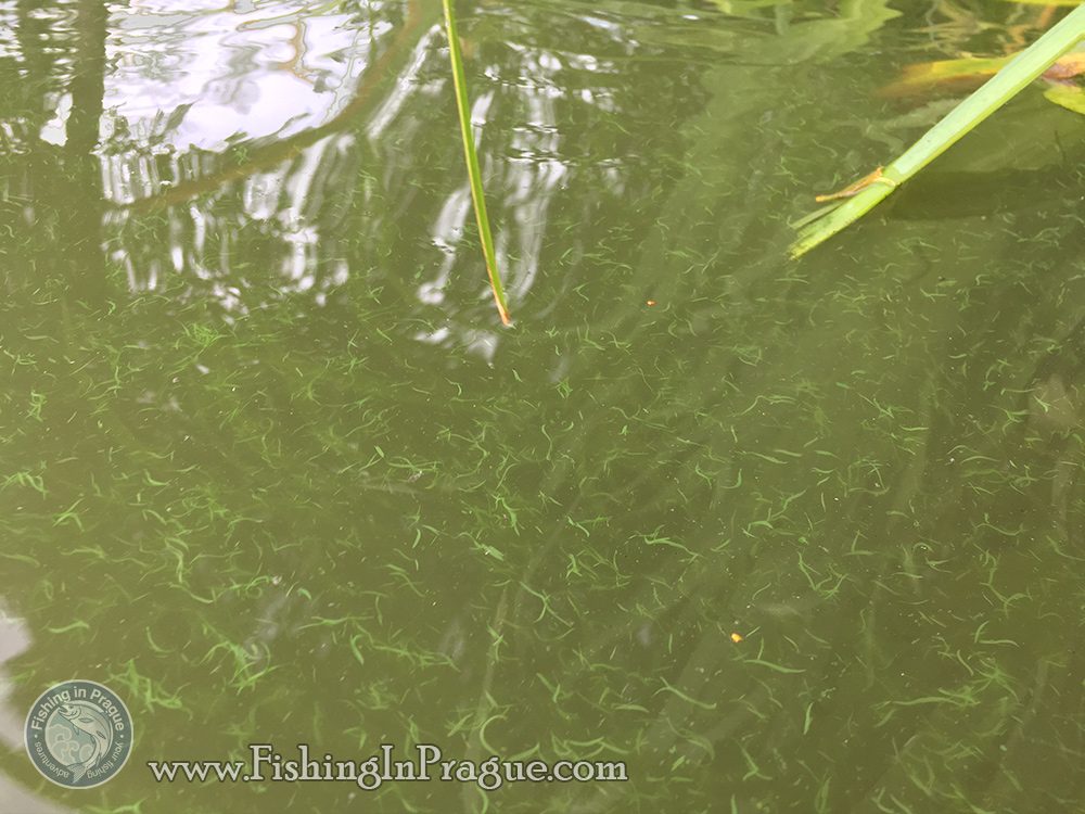Water plants - favorite food for grass carp Water plants - favorite food for grass carp