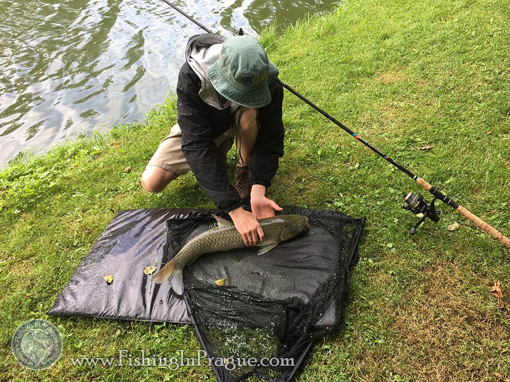First grass carp on the mat First grass carp on the mat