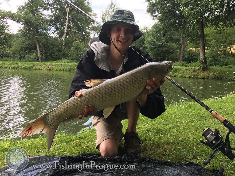 The largest 14 pounds grass carp The largest 14 pounds grass carp