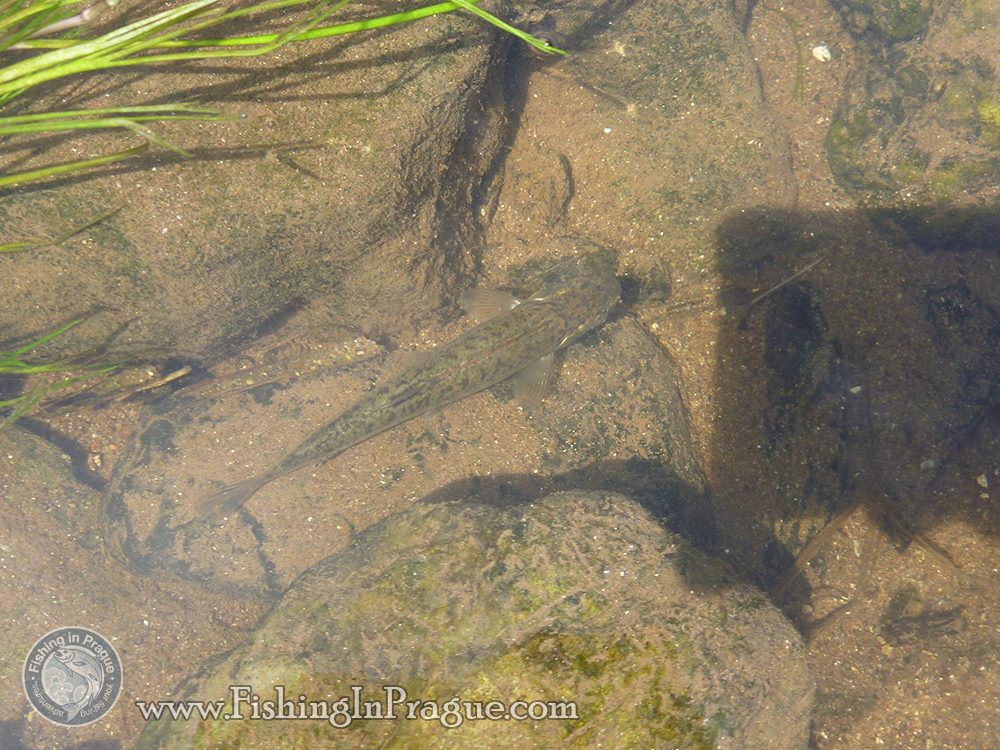 Little minnow as a main prey of big trouts