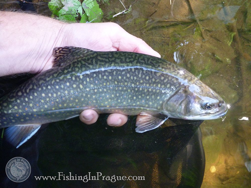 Nice brookie from the morning