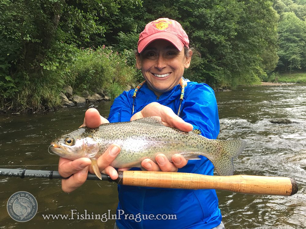 Rainbow trout on tenkara rod