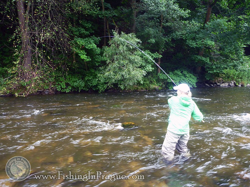 Fighting with big trout in the current