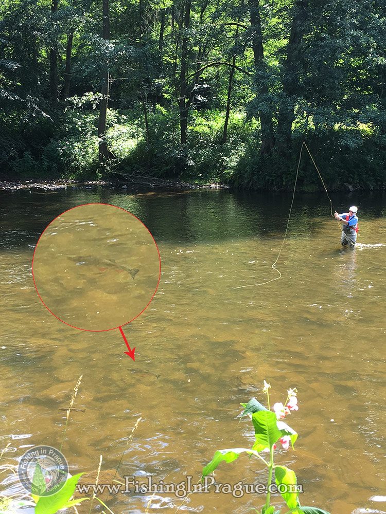 Fly fishing for coarse fish isn't always easy