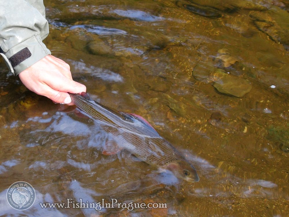 Autumn fly fishing for grayling Autumn fly fishing for grayling