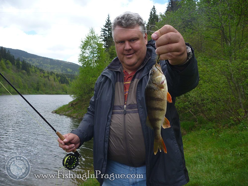 Lake fly fishing - perch on the fly Lake fly fishing - perch on the fly