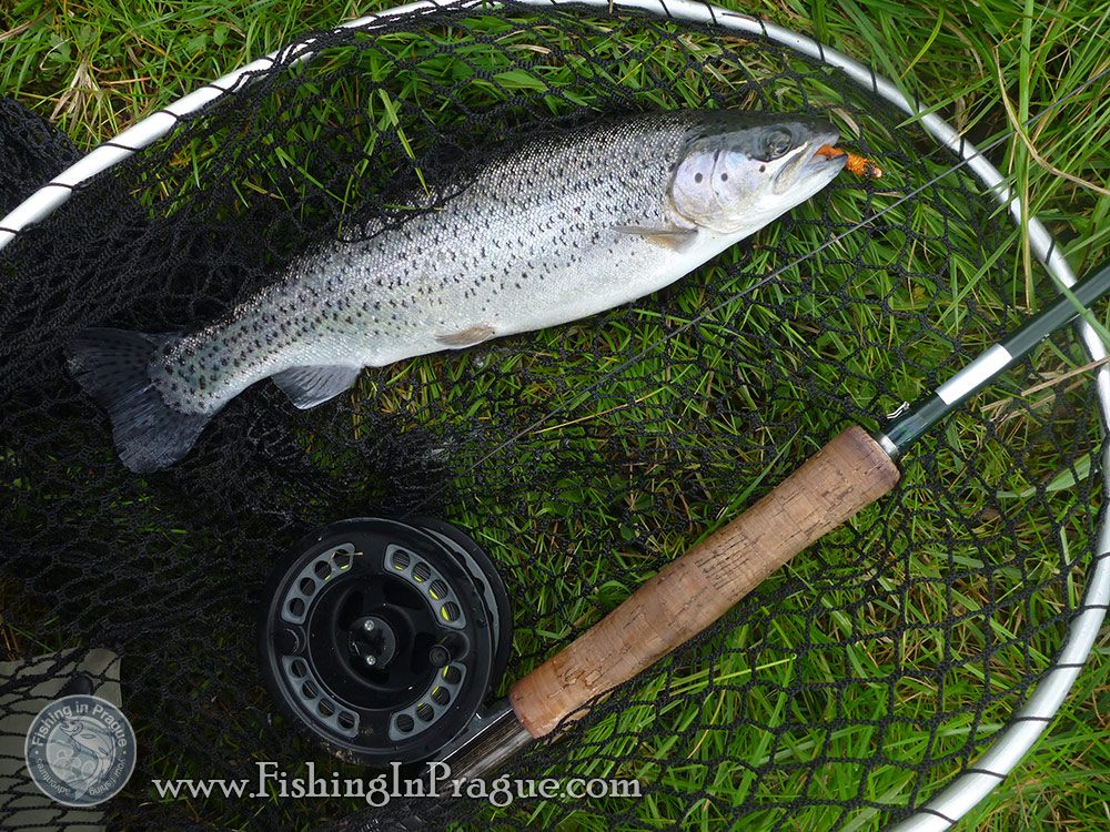 Lake fly fishing - rainbow trout Lake fly fishing - rainbow trout