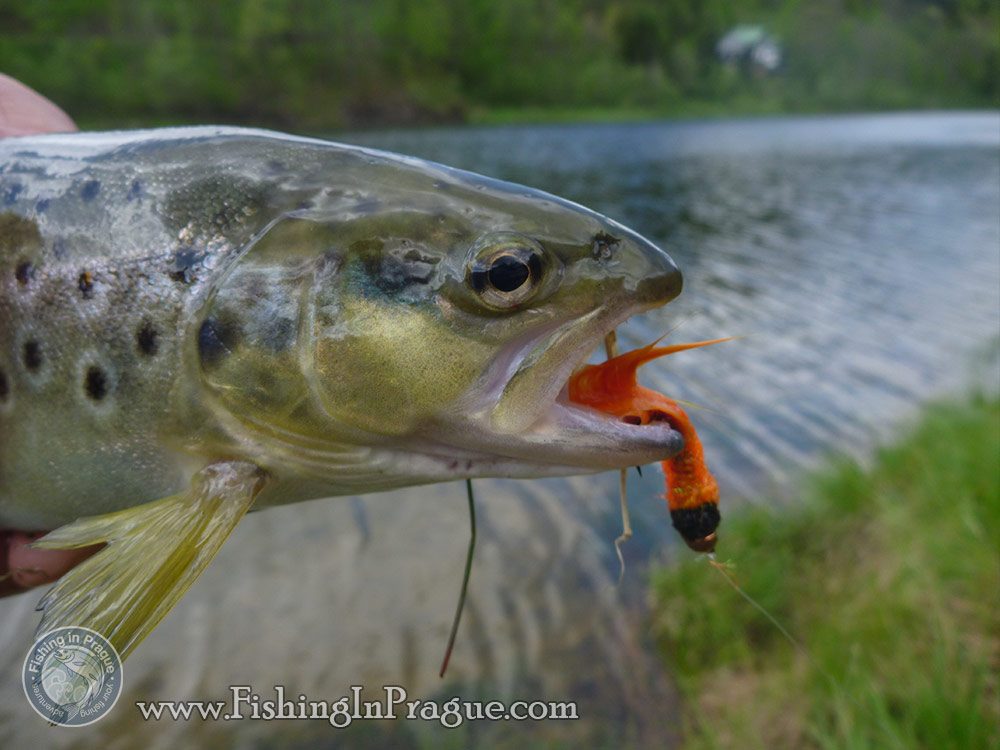 Lake fly fishing - brown trout Lake fly fishing - brown trout