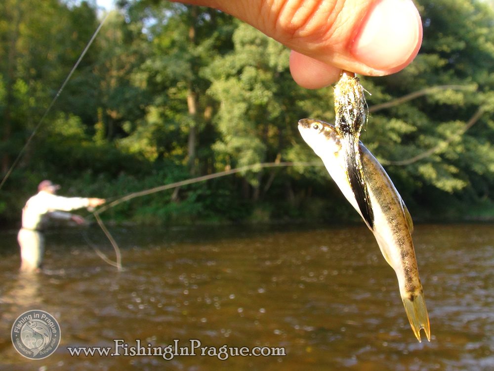 Fly fishing & tenkara in Czech Paradise