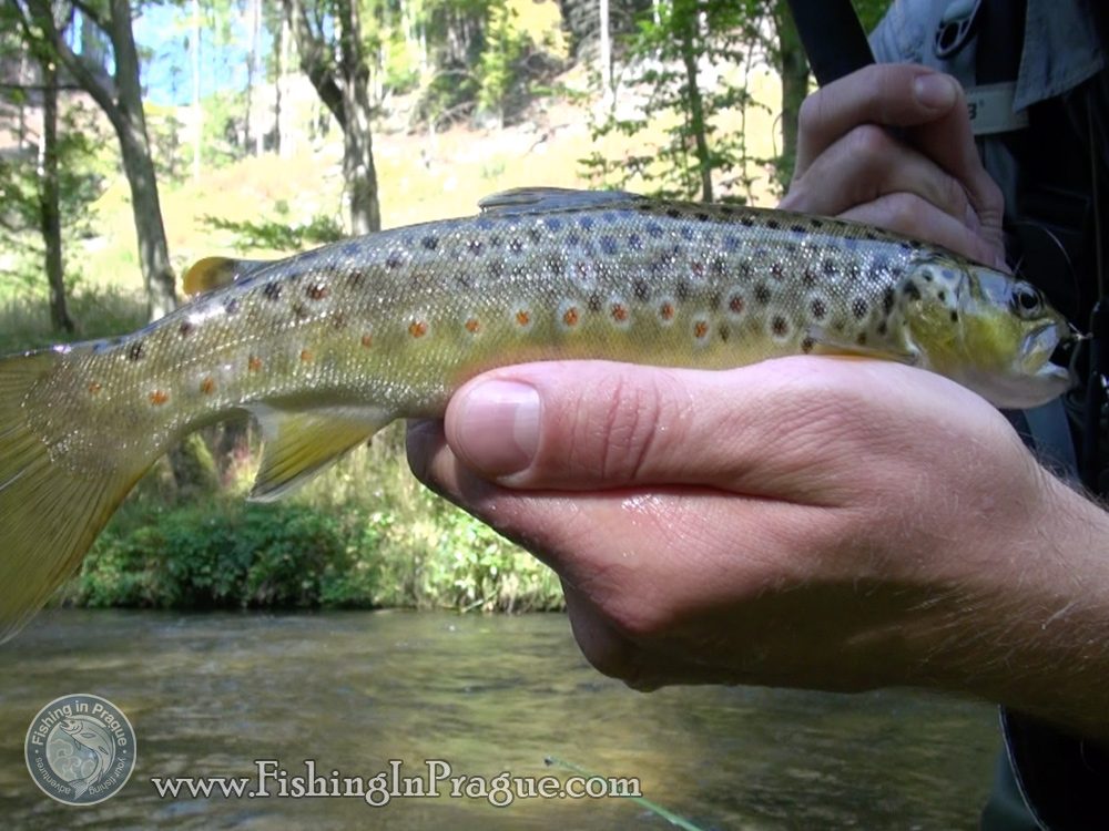 Fly fishing & tenkara in Czech Paradise