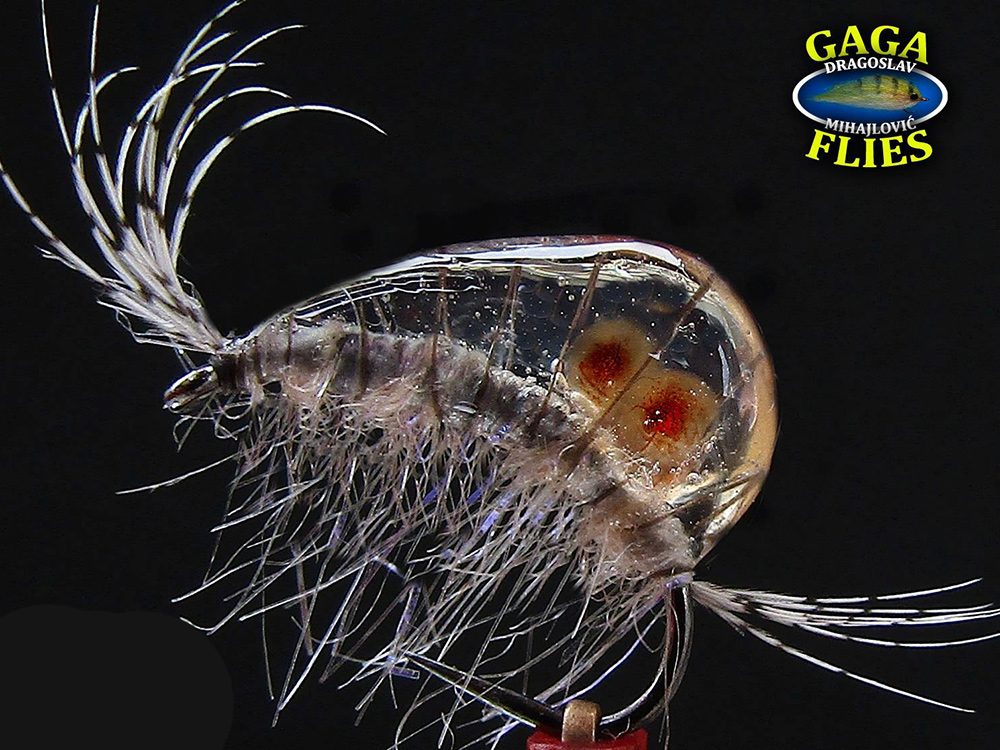 Gammarus by GAGA flies Gammarus by GAGA flies