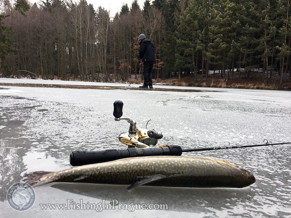 Two brook trouts, do you the second one?