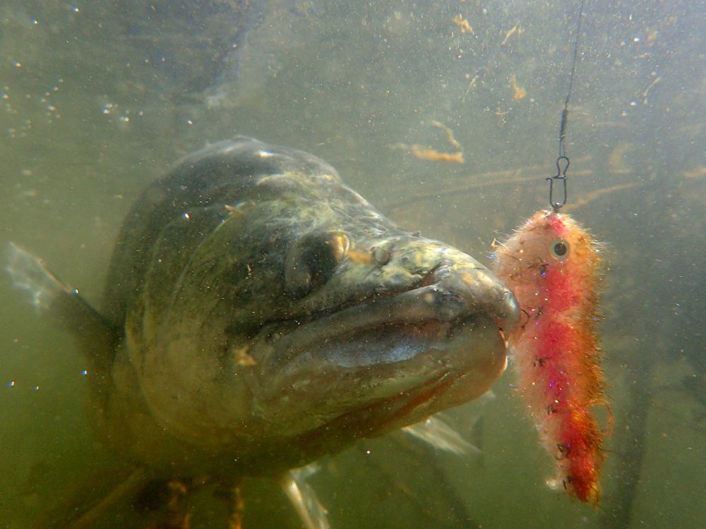 Zander or pikeperch on the fly from Rio Ebro