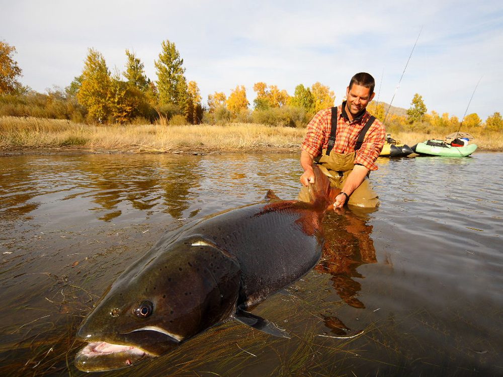 Huge taimen from Mongolia