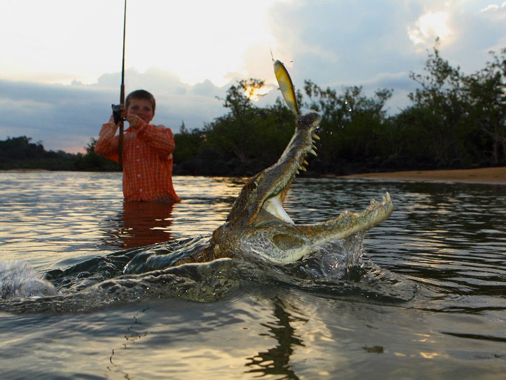 Cayman fishing on Rio Xingu