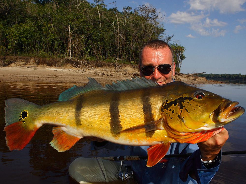 Peacock bass from Amazon