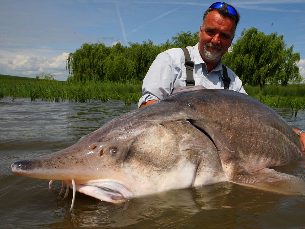 Big white sturgeon from Rumania
