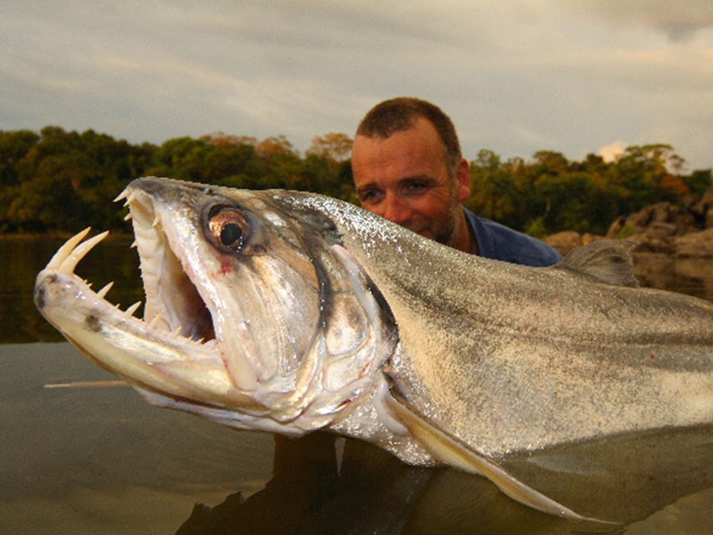 Payara or Vampire Fish from Amazon