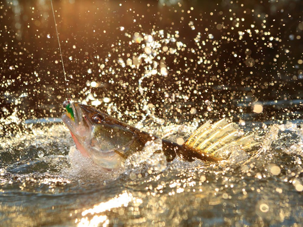 Zander or pikeperch on the fly from Rio Ebro