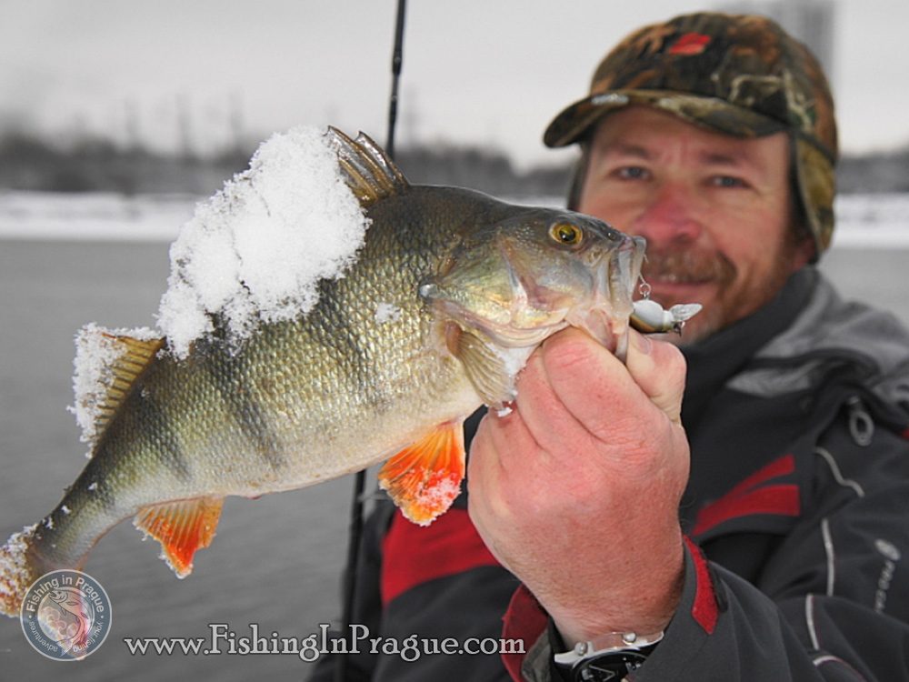 Konstantin Kuzmin, winter perch Konstantin Kuzmin, winter perch