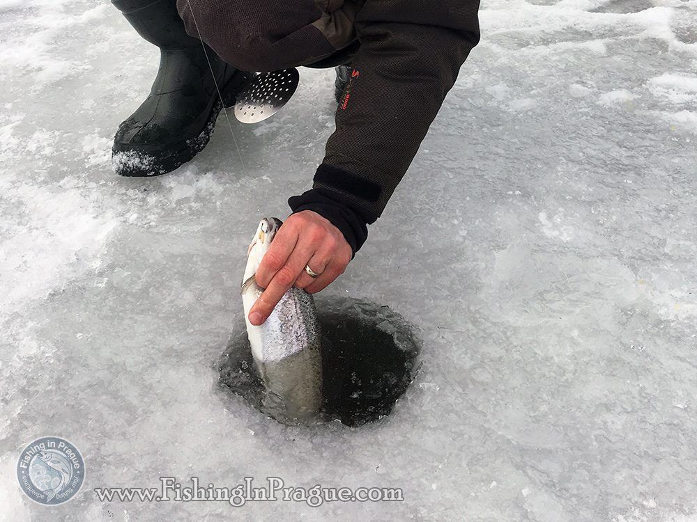 It is not an easy task to get slimy trout out