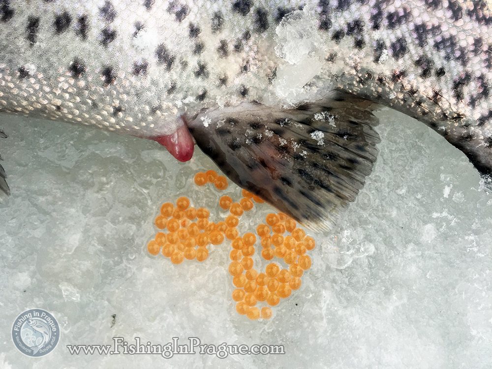 This is what trout roe look like