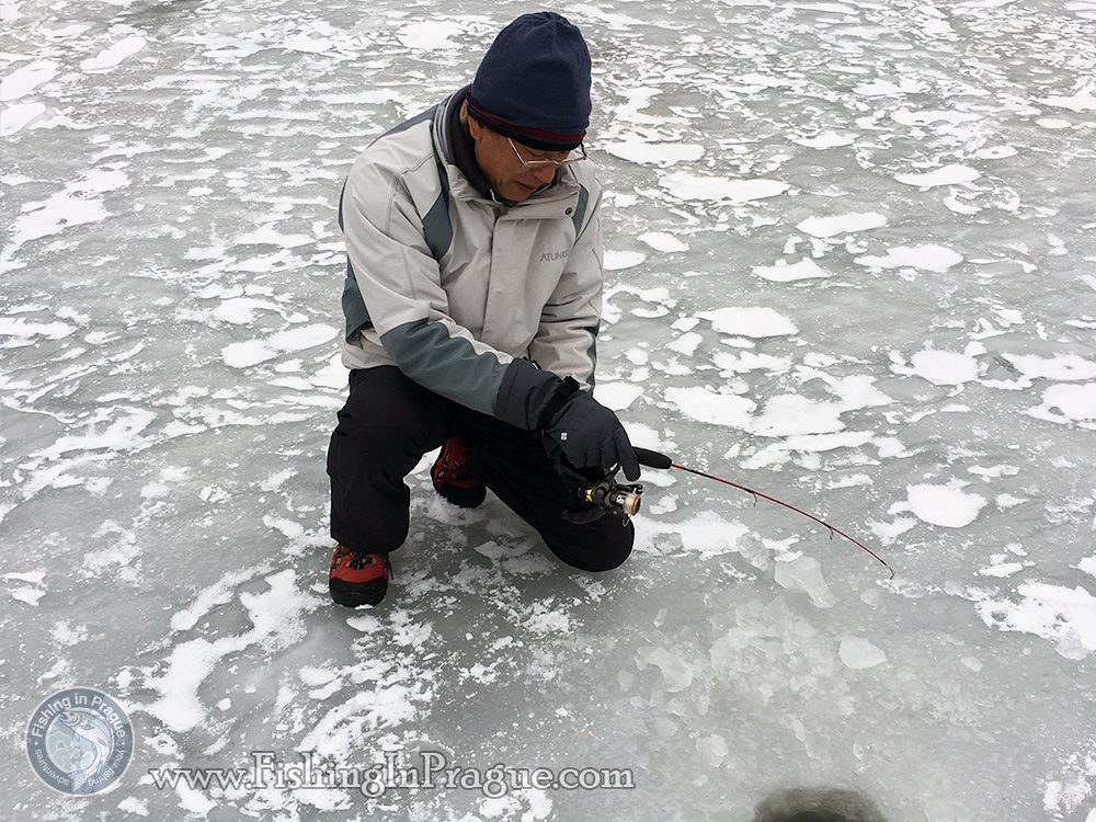 A fight with large fish