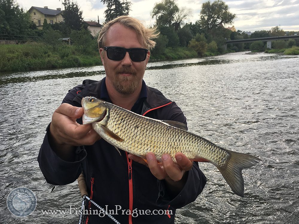 Amazing chub from shallow water