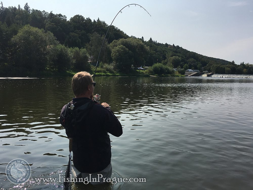 Strong fight with big barbel