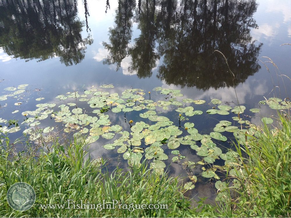 The coastal edge with water lilies