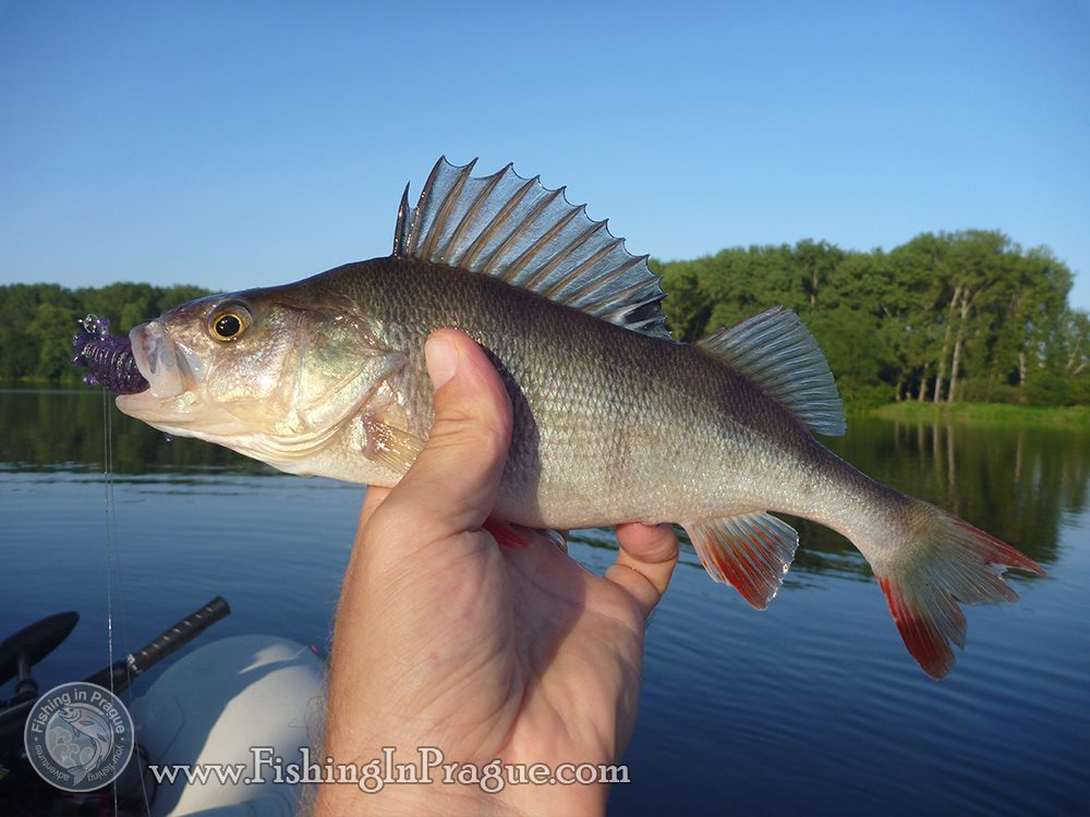 Average summer river perch Average summer river perch