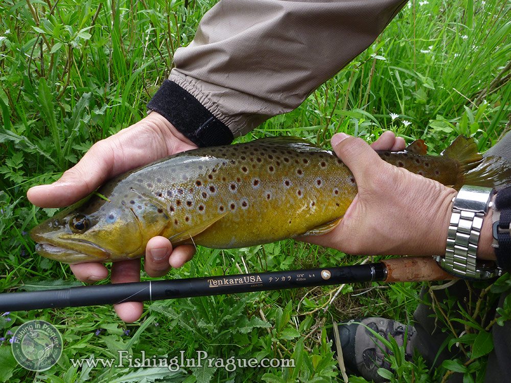 Fishing Carlsbad - brown trout