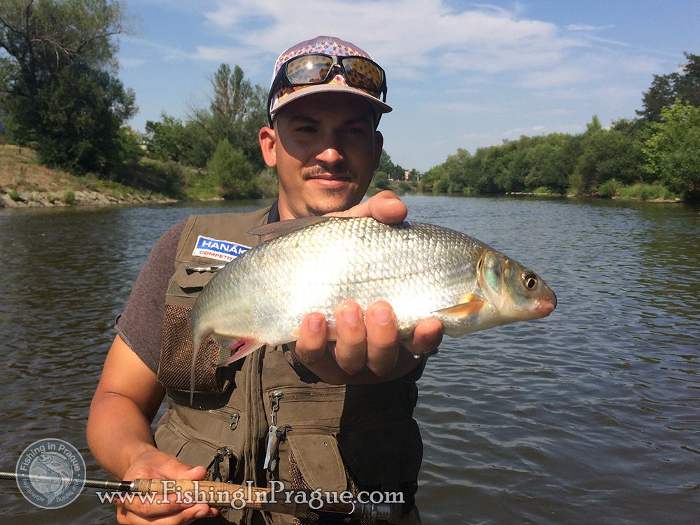 Amazing silver fish Vimba bream Amazing silver fish Vimba bream
