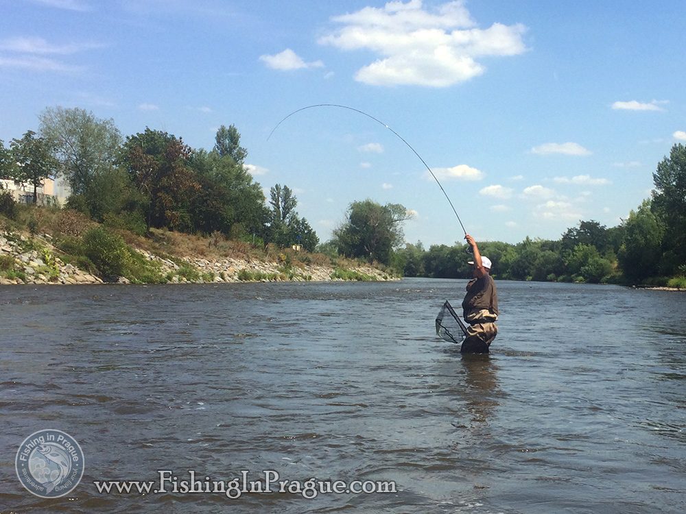 Fighting with big barbel in the strong current Fighting with big barbel in the strong current