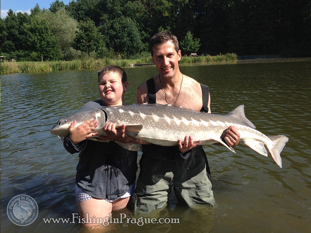 White sturgeon on live bait & grasscarp on bread
