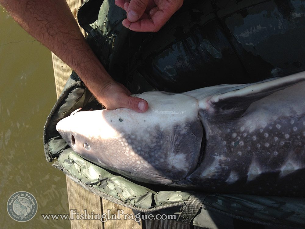White sturgeon on live bait & grasscarp on bread