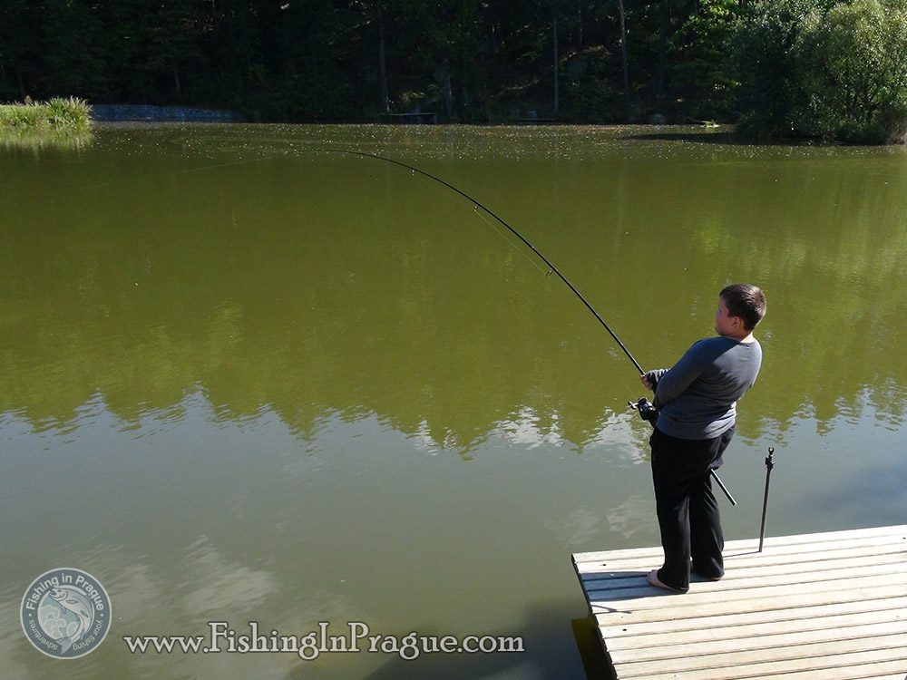 White sturgeon on live bait & grasscarp on bread
