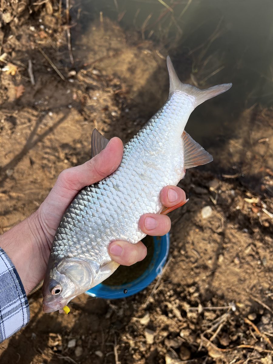 A silver roach held in the hand above the bank and a bait bucket